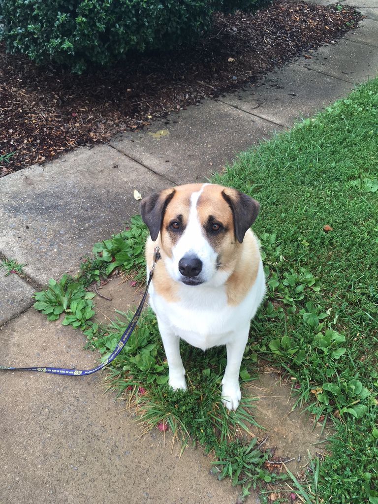 Operation Paws for Homes - Potcake Max2.jpeg
